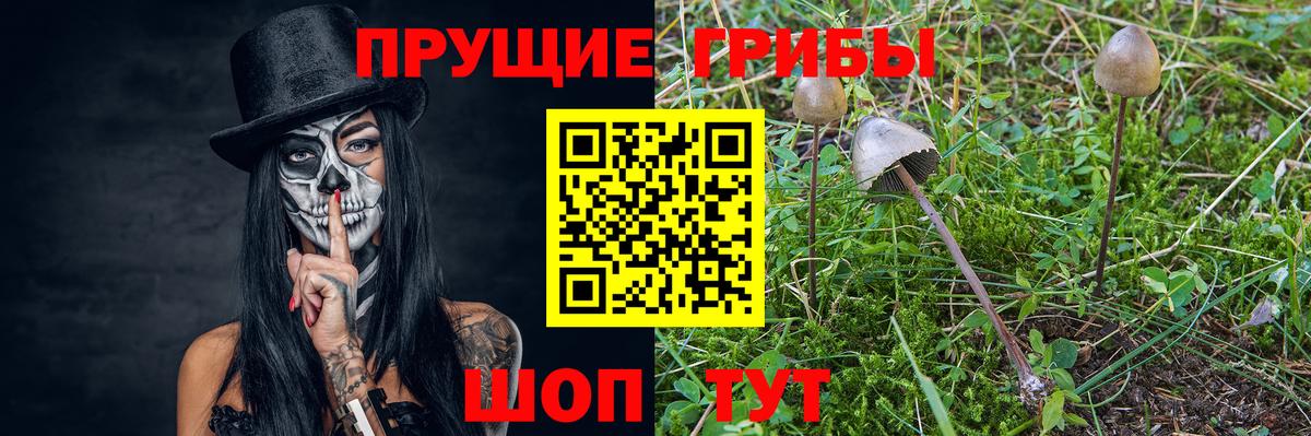 Галлюциногенные грибы прущие грибы  Псилоцибиновые грибы Psilocybe  Вход с VPN  Ленинск-Кузнецкий 